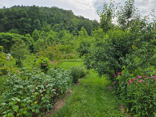 Intro to Agroforestry - July 26th from 4pm to 6pm