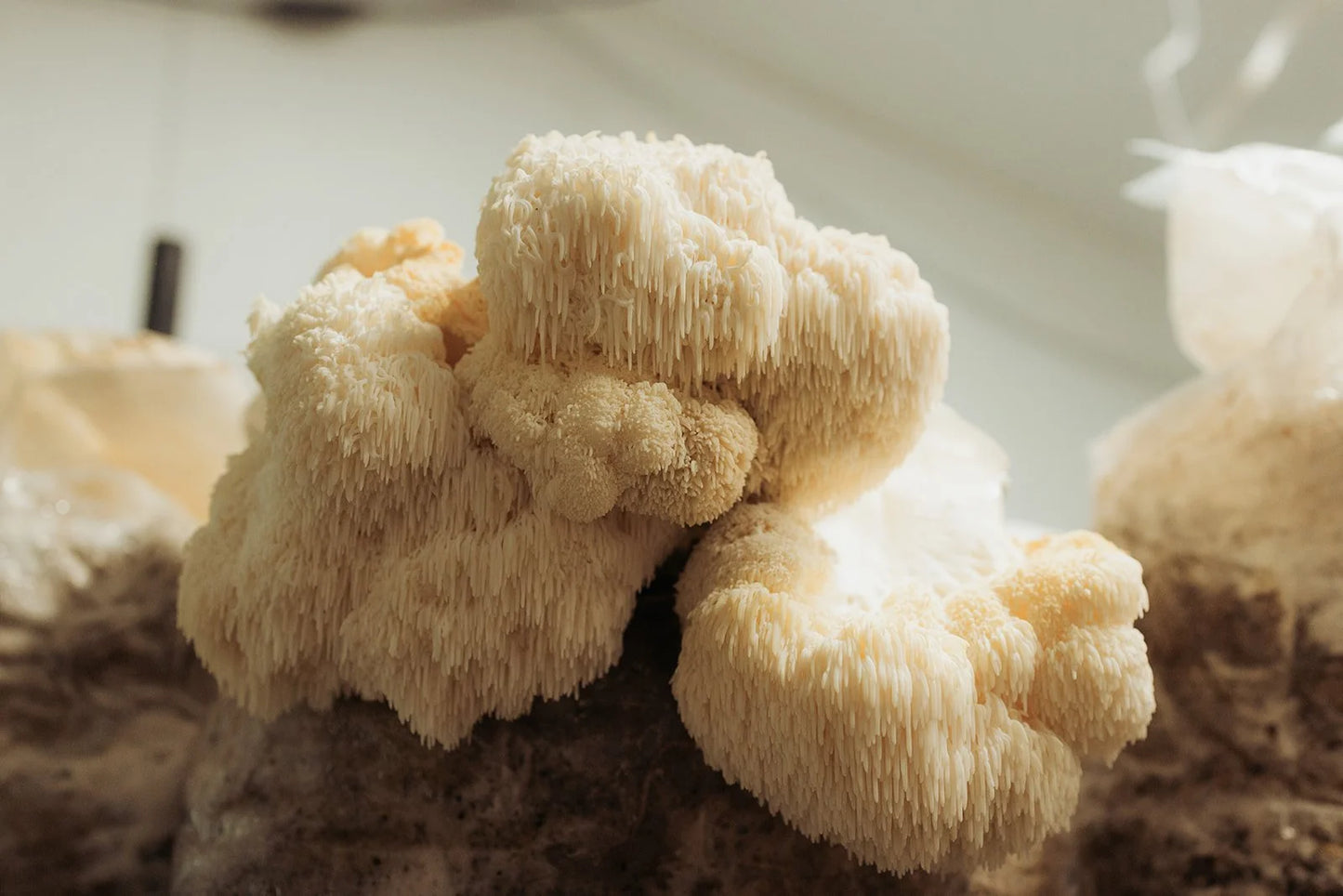 Lion's Mane Dual Extract