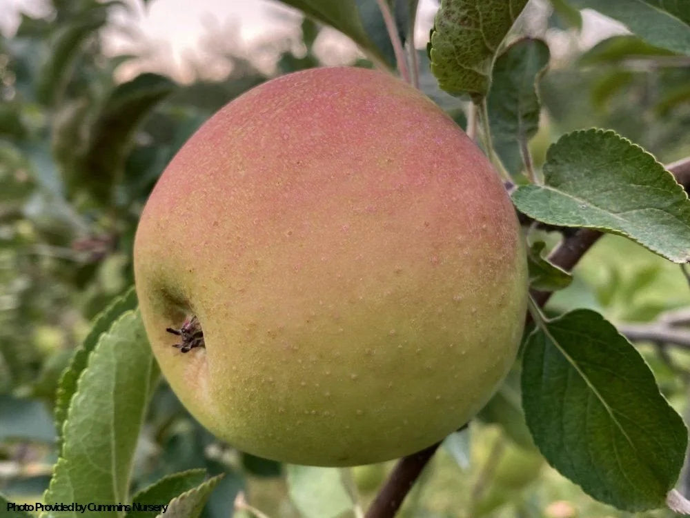 Goldrush apple on G41 dwarf