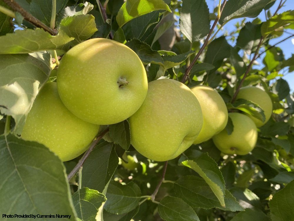 Grimes Golden apple on M7