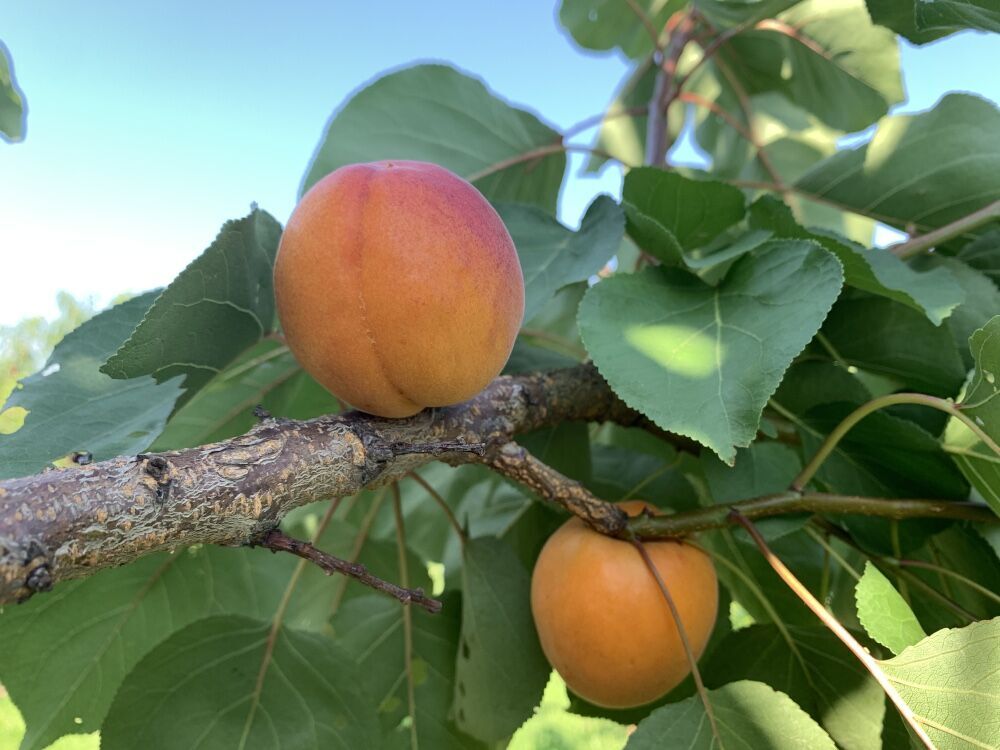 Harogem apricot on Myrobylan