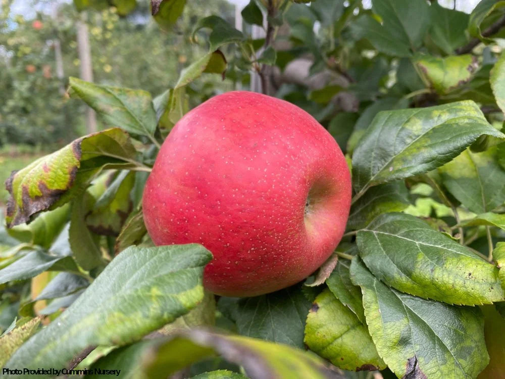 Honeycrisp apple on B118