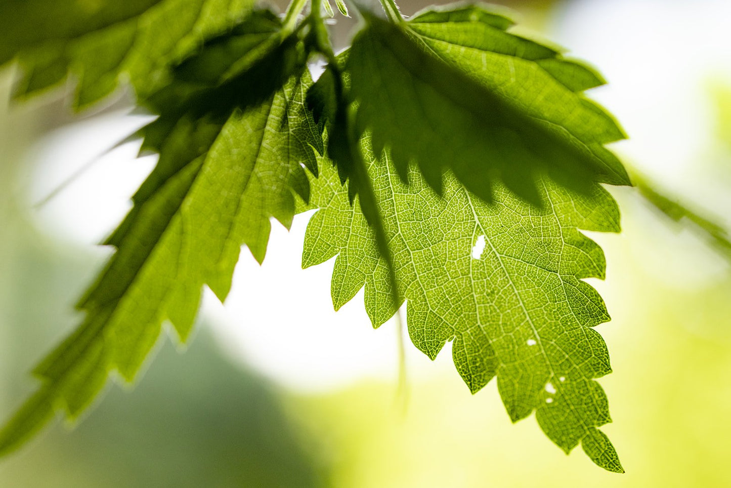 Stinging Nettle extract 1oz