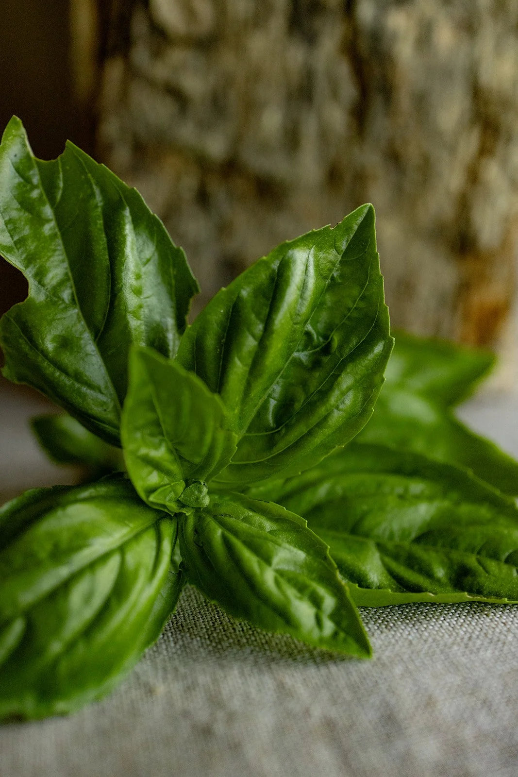 Italian Basil Olive Oil