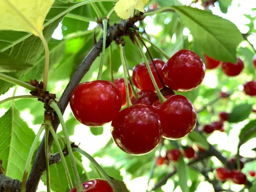 Montmorency tart cherry on Mazzard