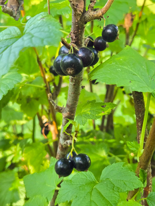 Titania Black Currant