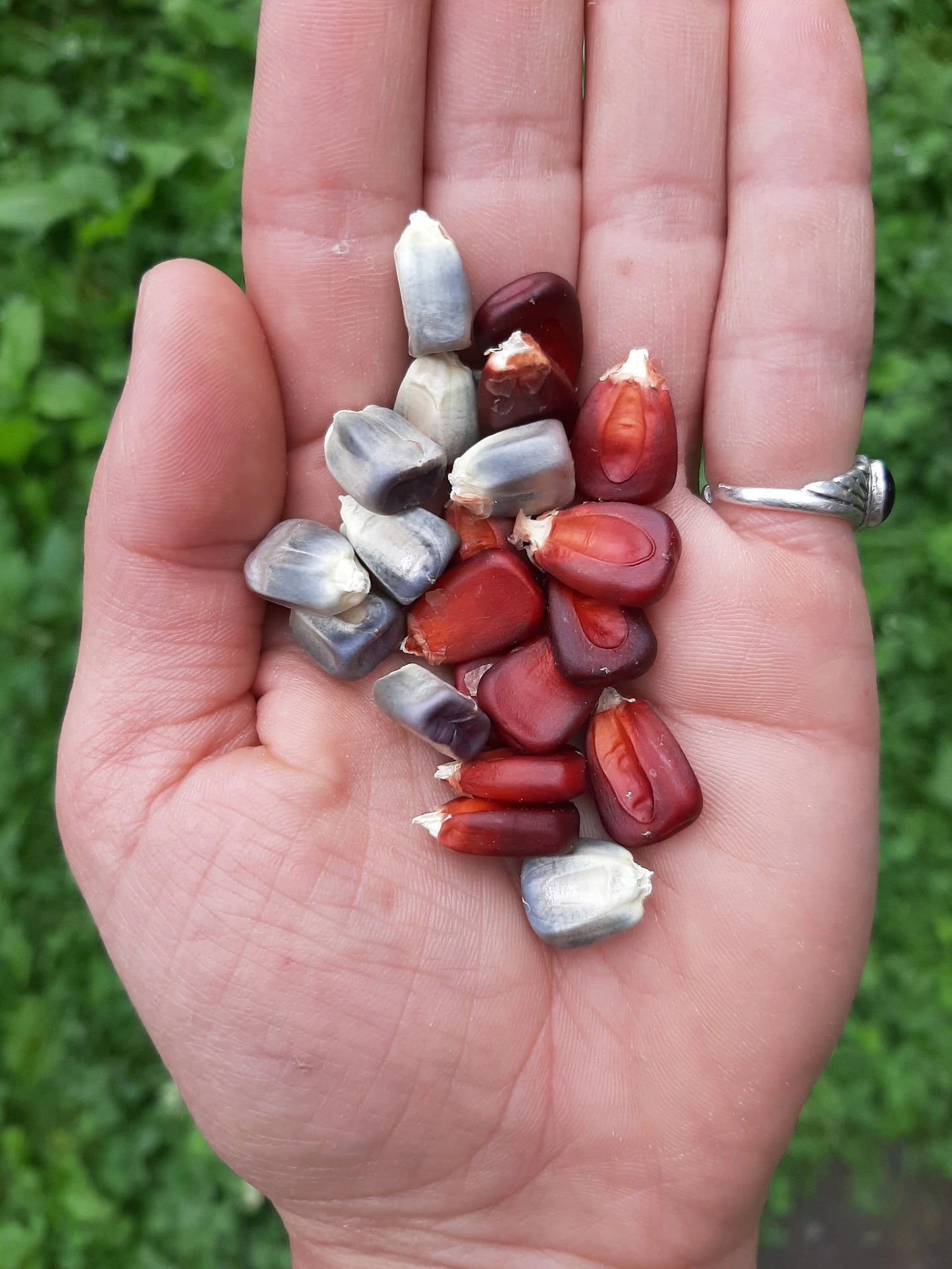 Kentucky Rainbow Corn, 25g (40-60 seeds)