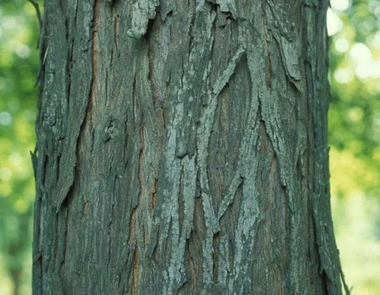 Shellbark Hickory