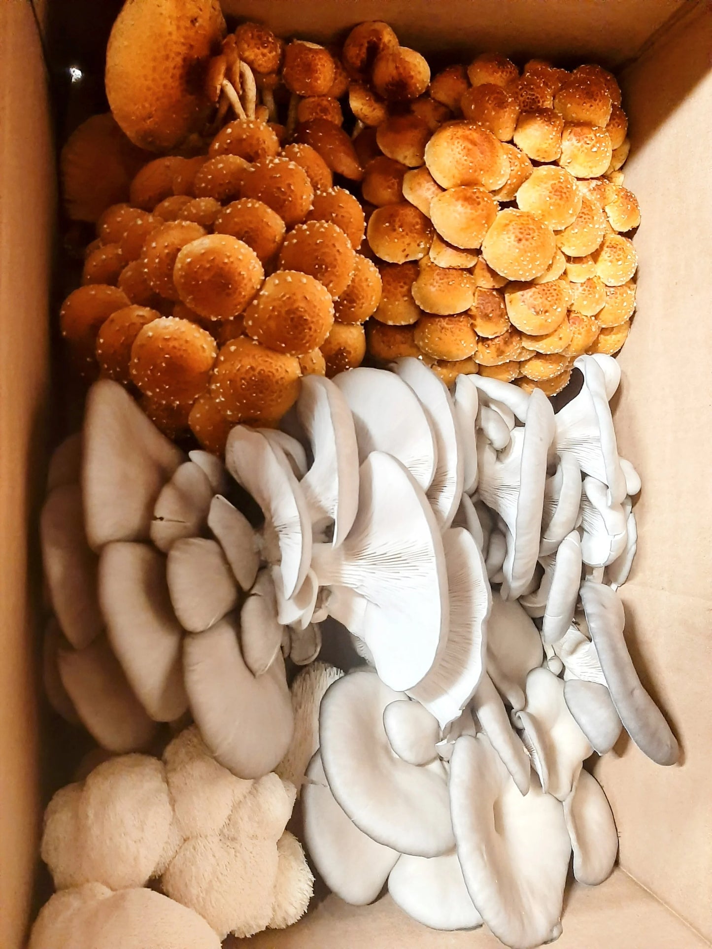 Umami Mushroom Seasoning Salt