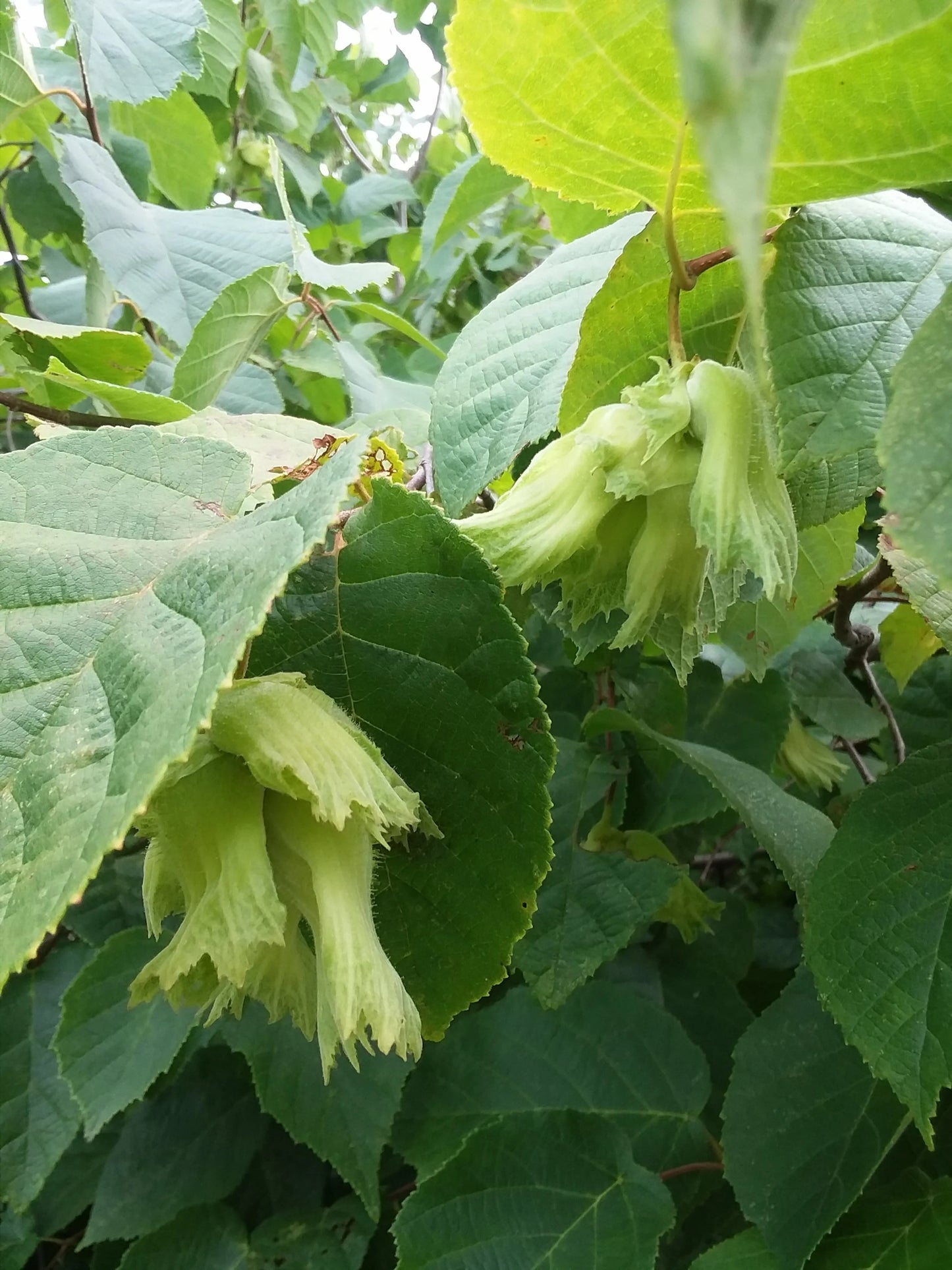 American Filbert (Hazelnut)