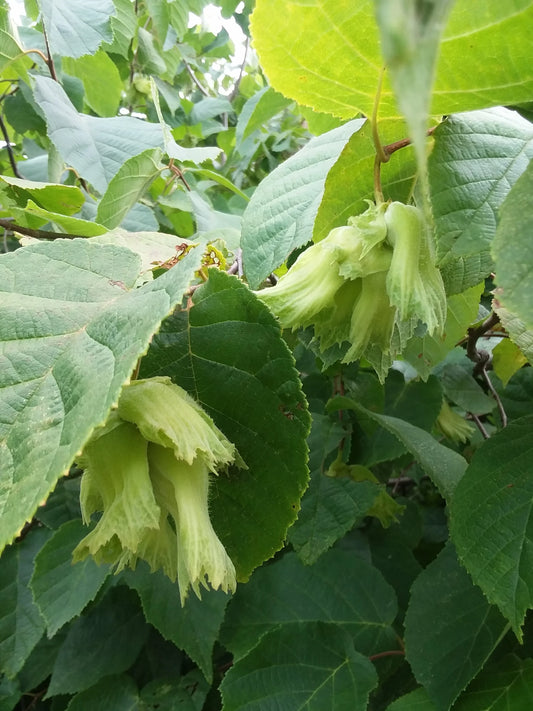 American Filbert (Hazelnut)
