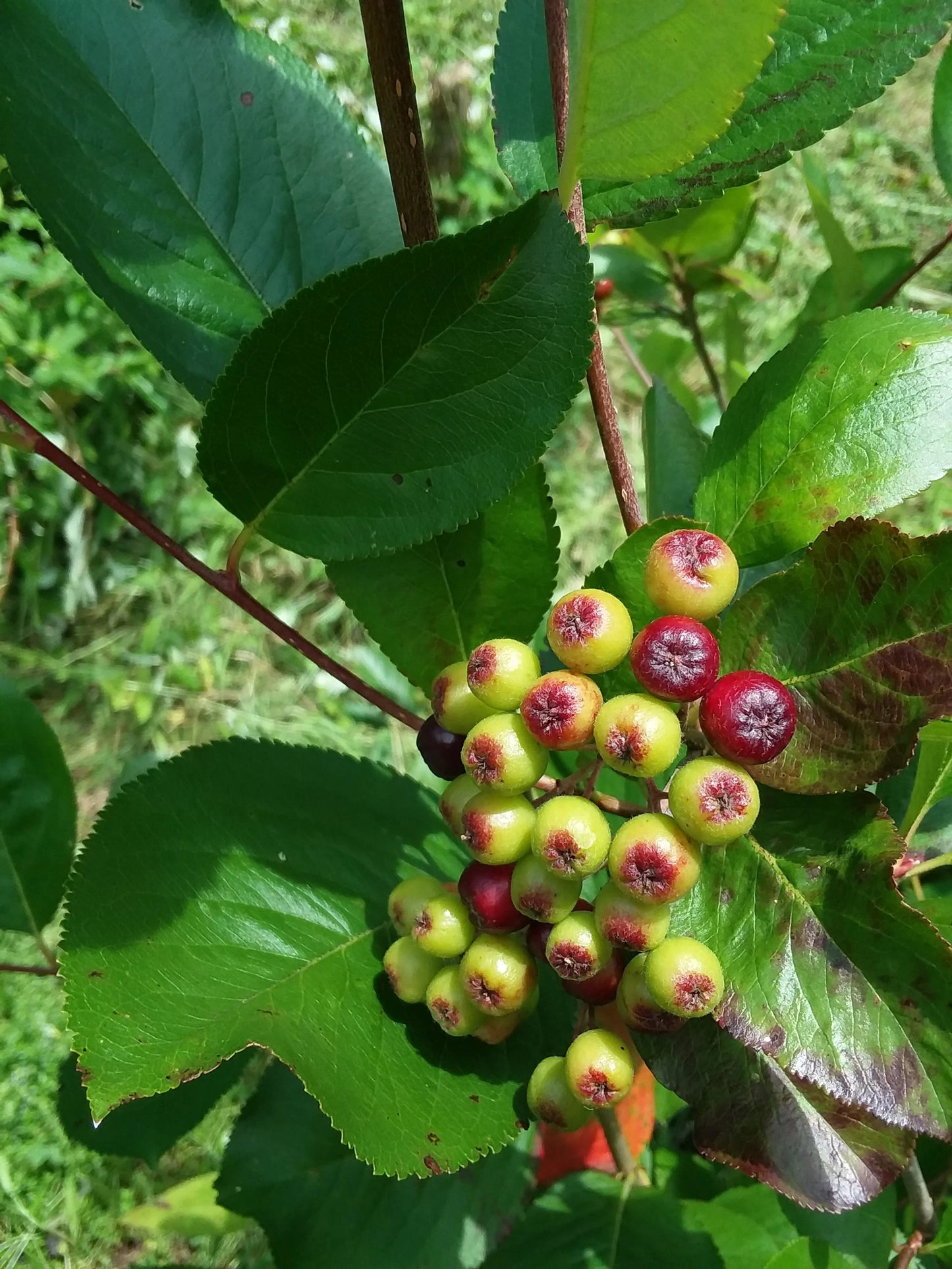 Black Chokeberry (Aronia)