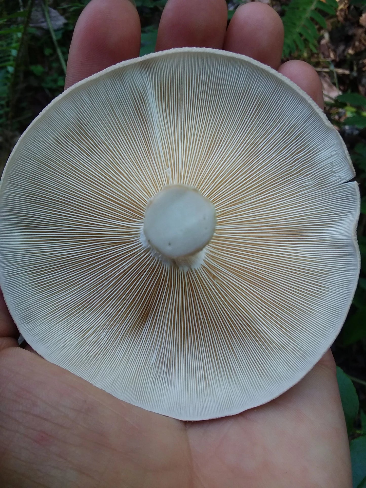 Shiitake (dried, 1oz)