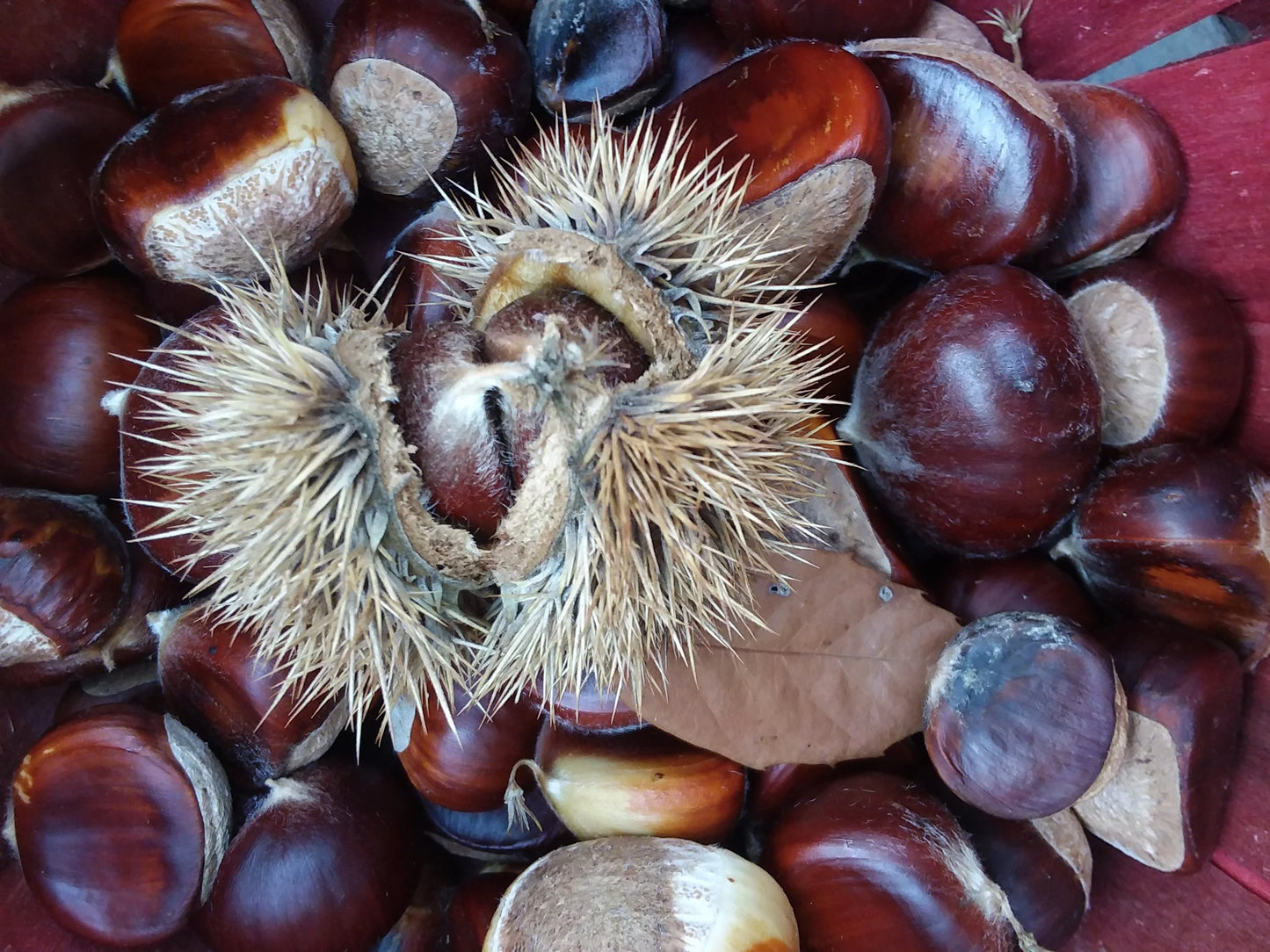 Chinese Chestnut