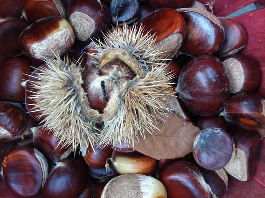 Chinese Chestnut