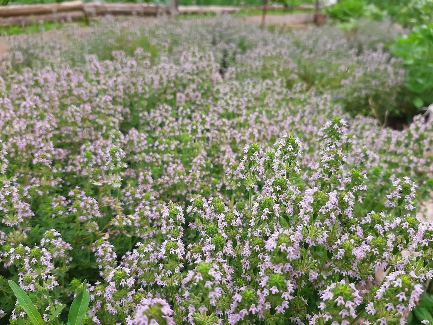 Thyme Hydrosol - face toner