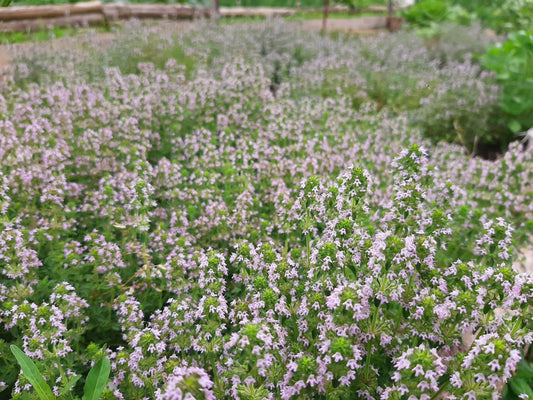Thyme Hydrosol - face toner