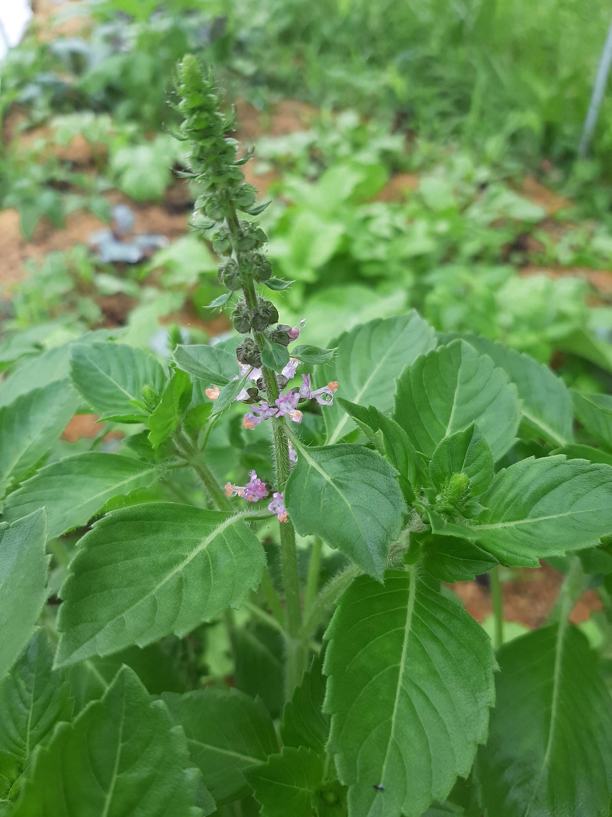 Tulsi Hydrosol - face toner