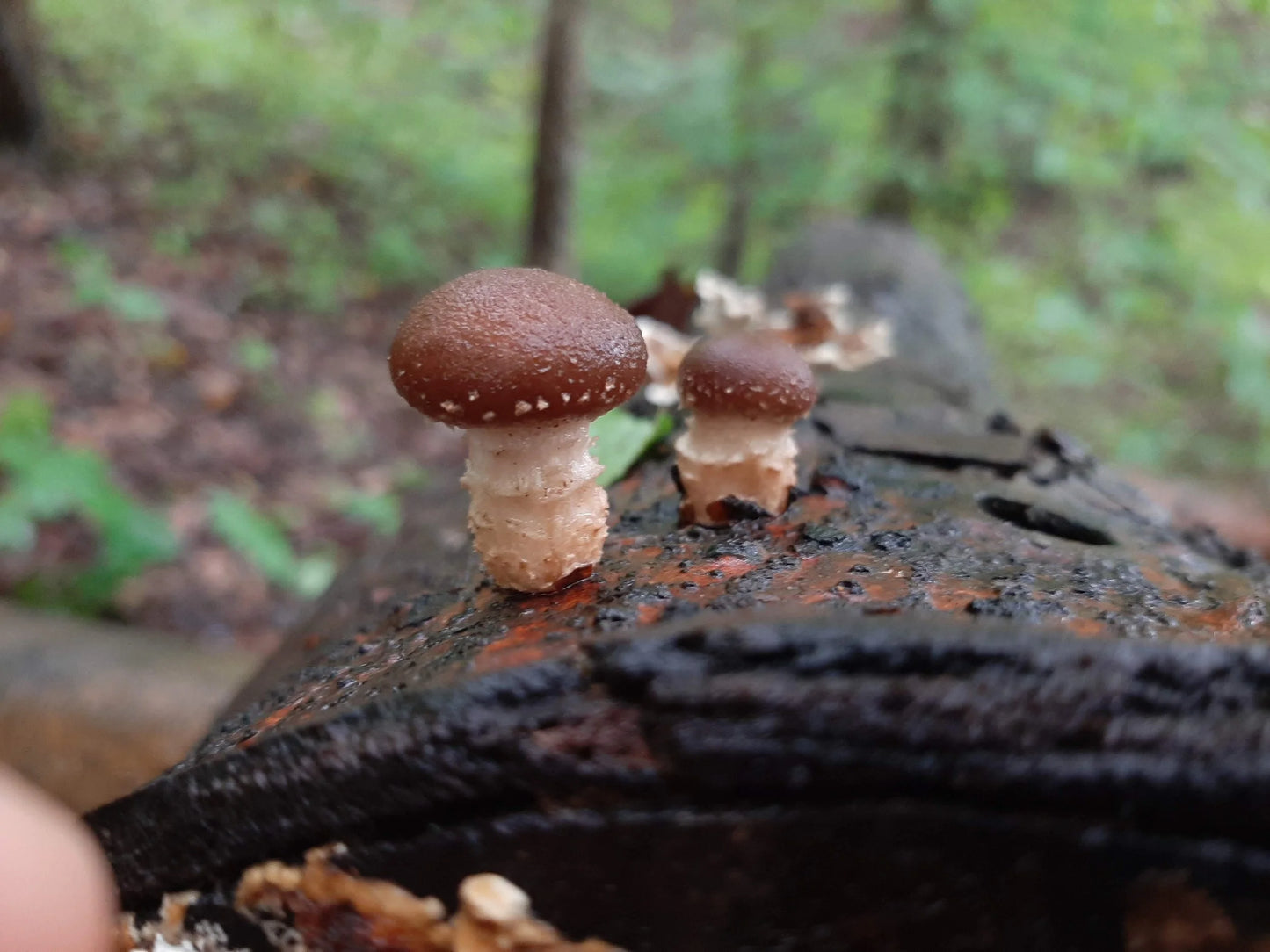 Shiitake (dried, 1oz)