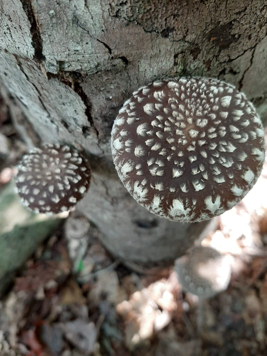 Shiitake (dried, 1oz)