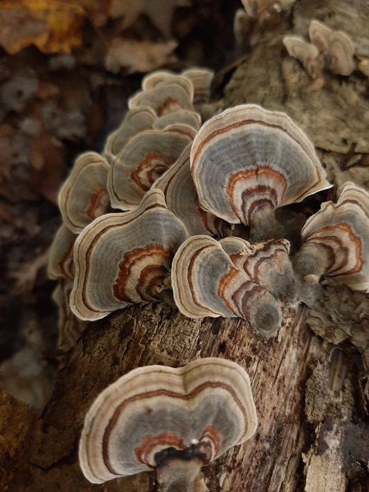 Turkey Tail (dried, 1oz)