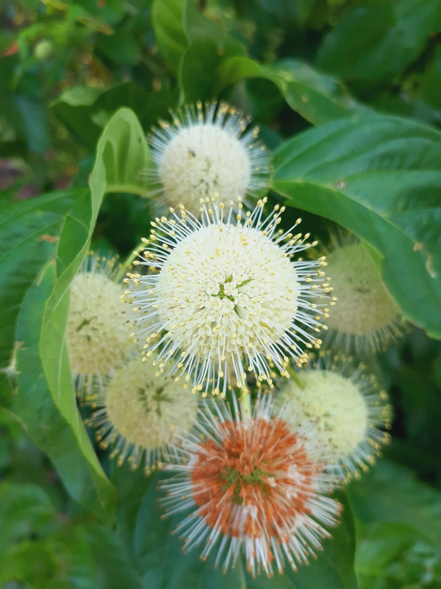 Buttonbush