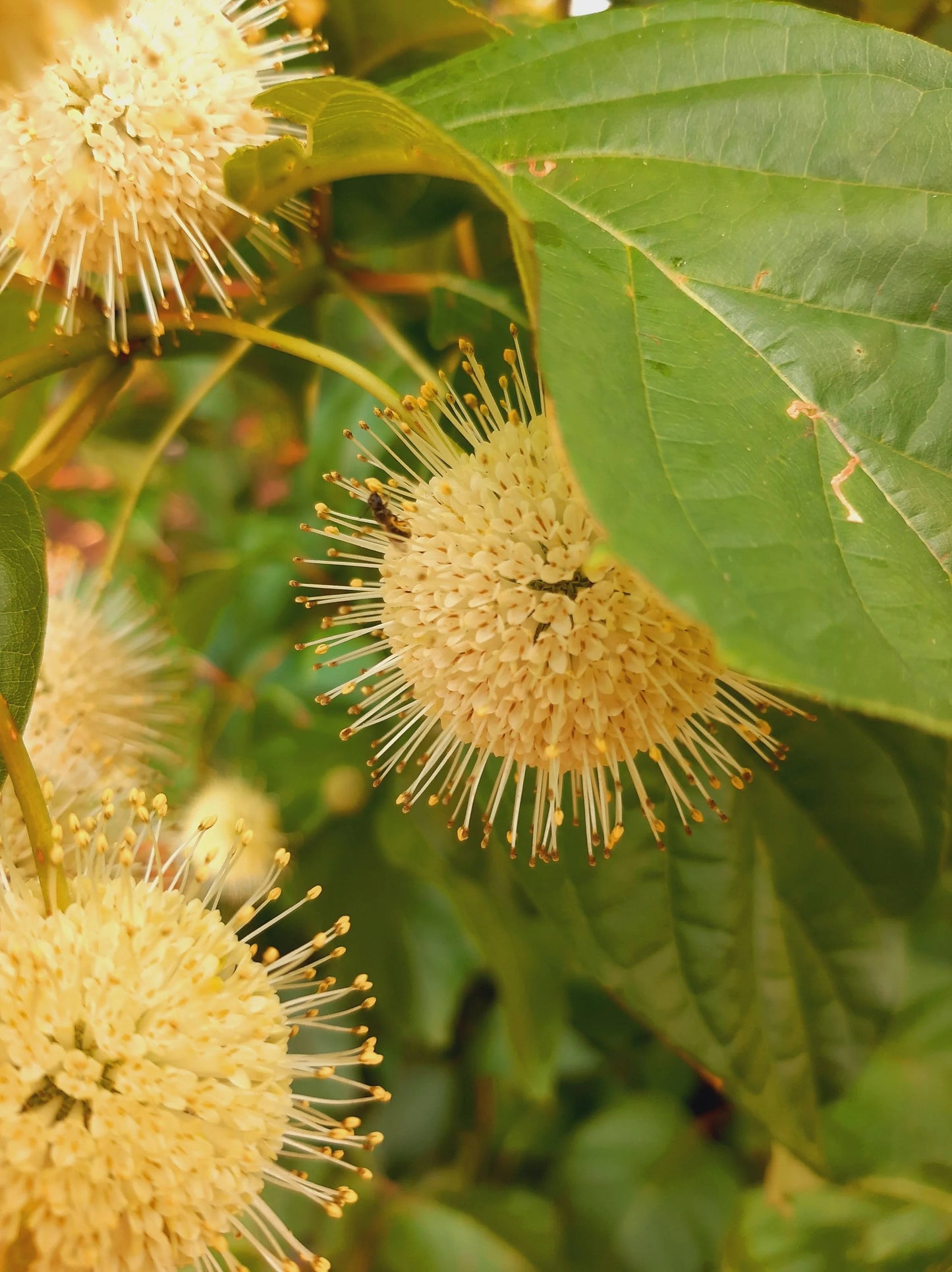 Buttonbush
