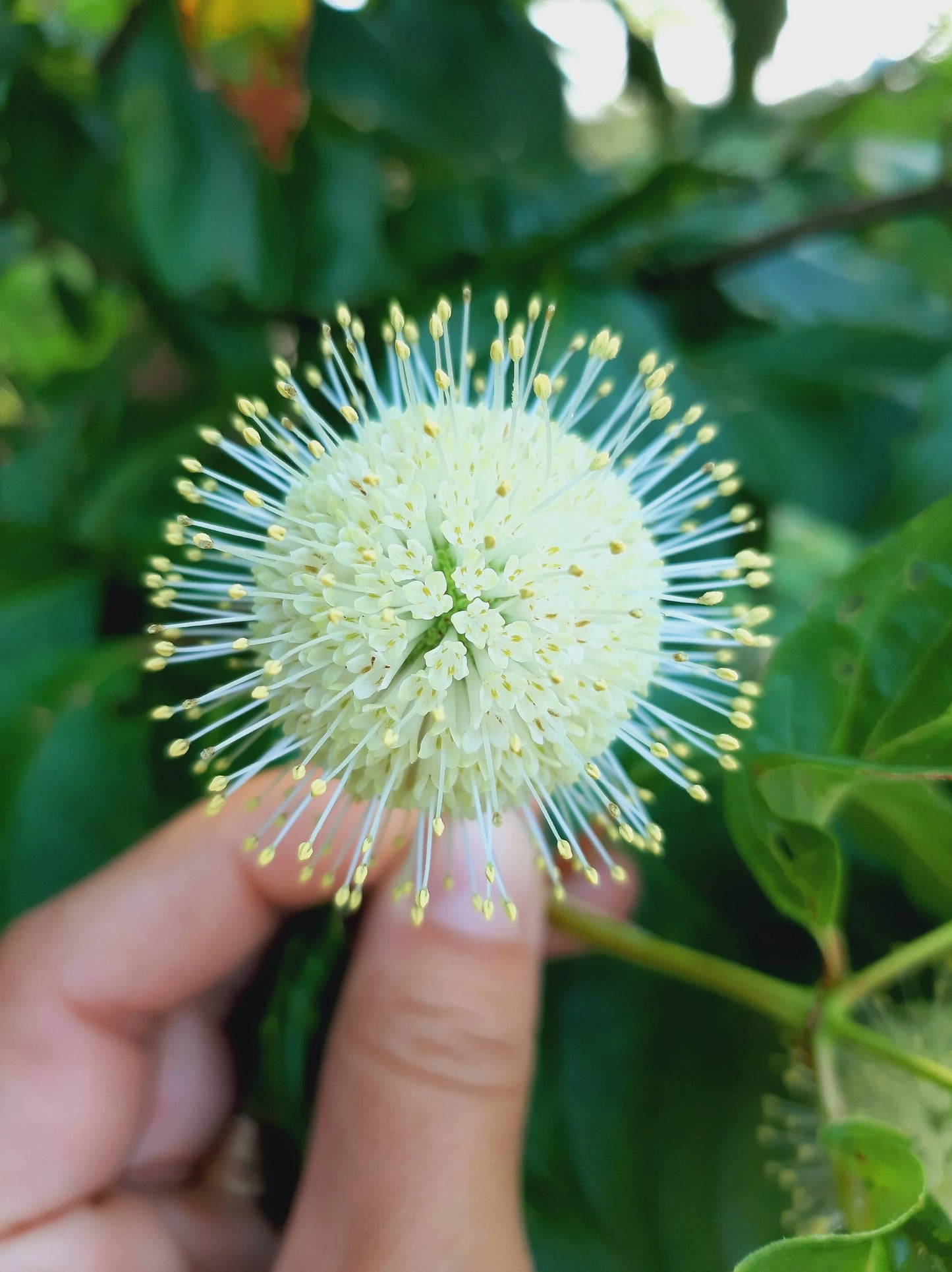 Buttonbush