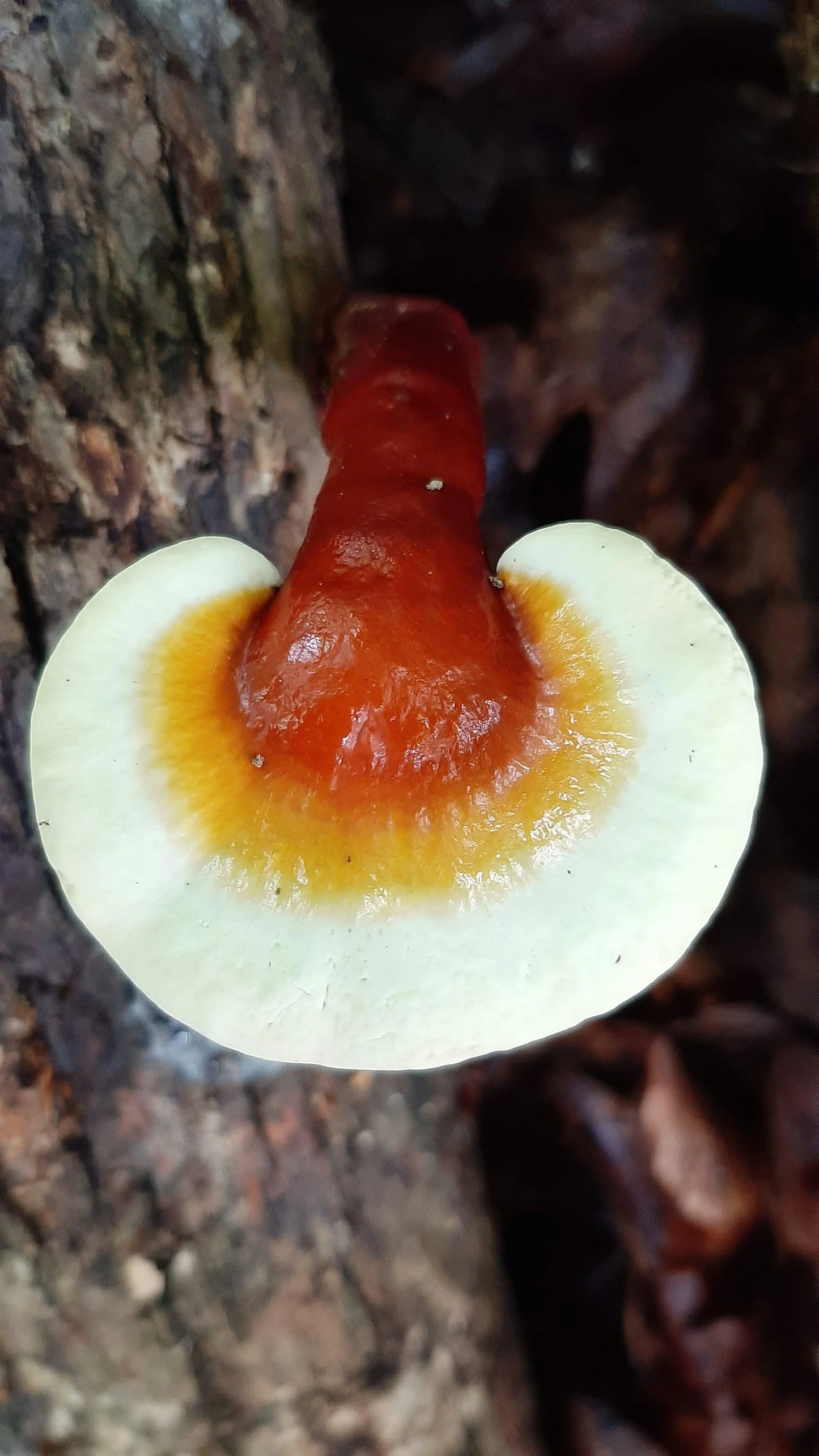 Reishi mushroom (dried, 1oz)