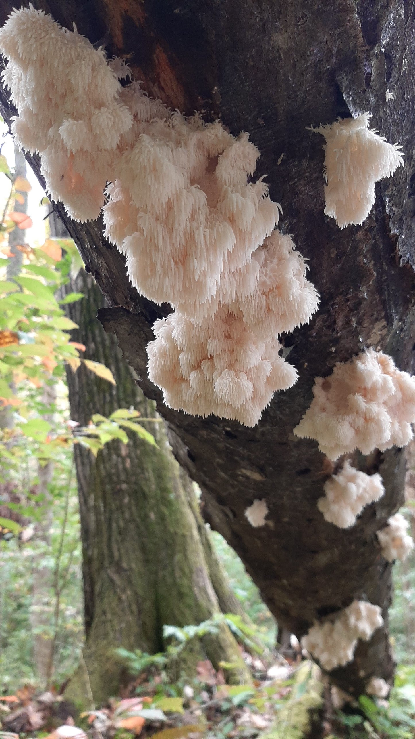 Mushroom Log Inoculation Workshop - March 29th from 2pm to 5pm