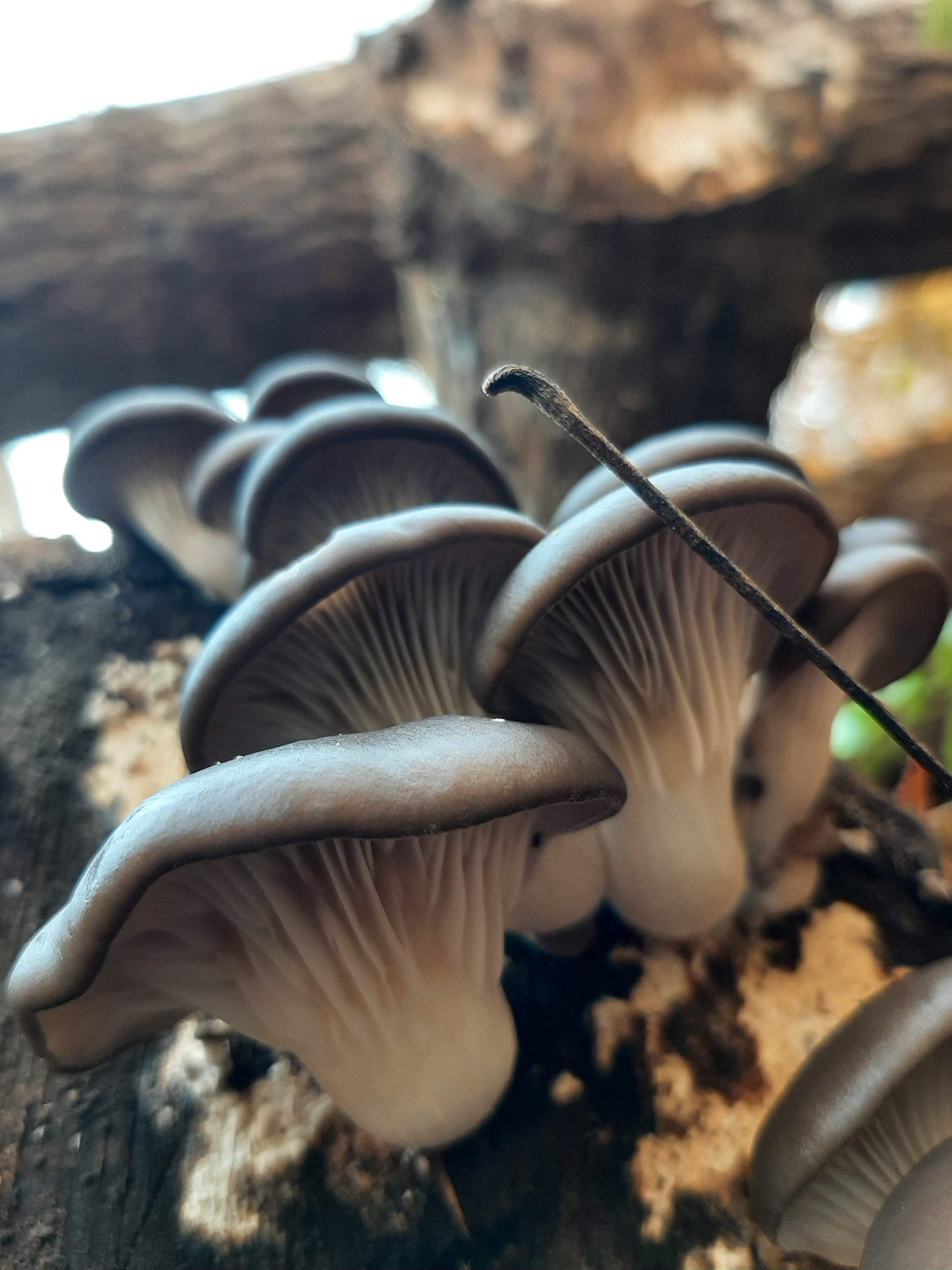 Mushroom Log Inoculation Workshop - March 29th from 2pm to 5pm