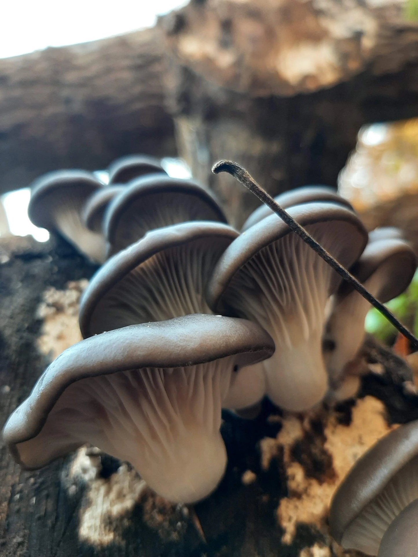 Umami Mushroom Seasoning Salt
