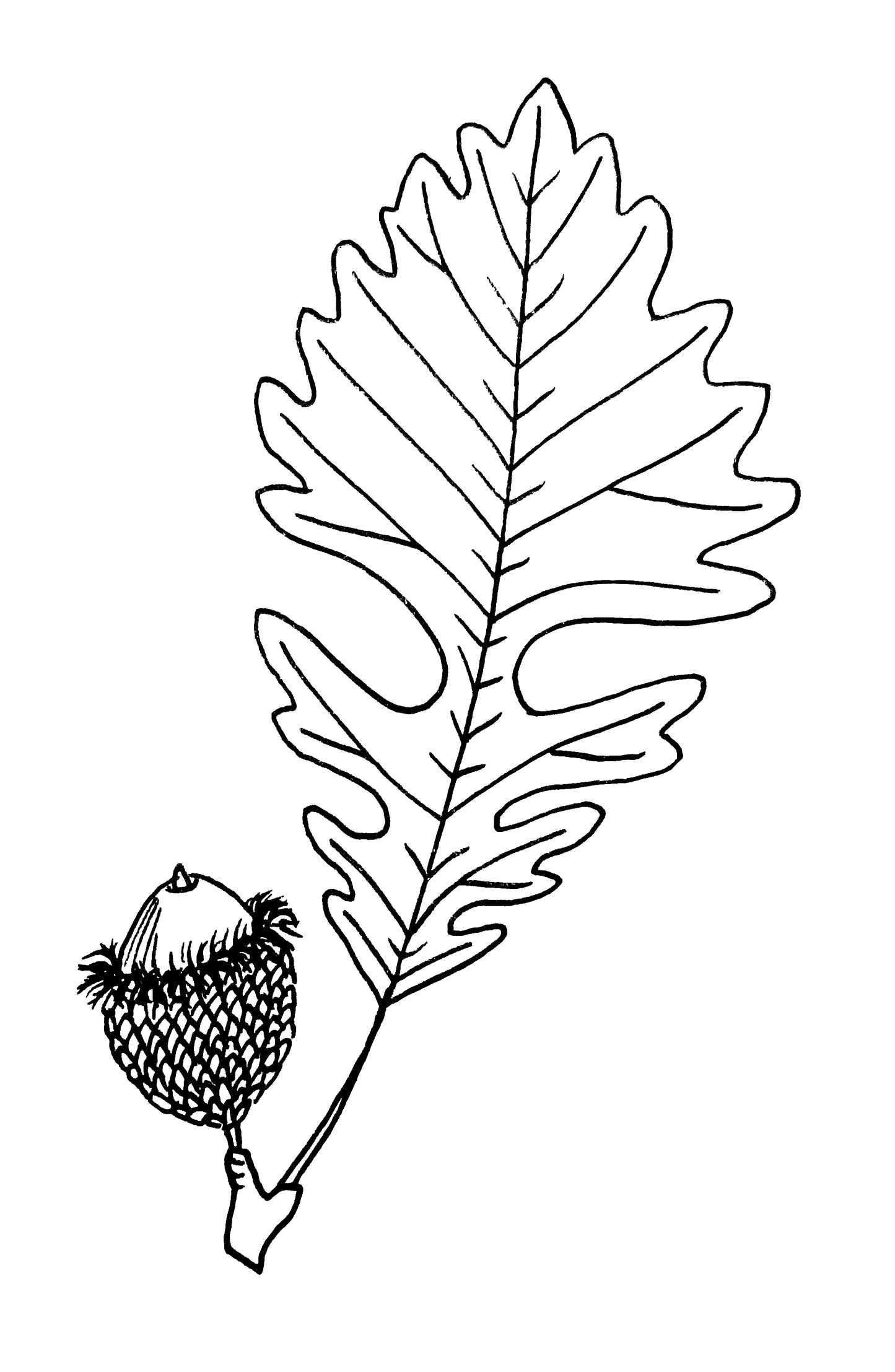 Bur Oak or Mossycup Oak