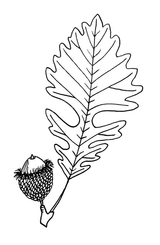 Bur Oak or Mossycup Oak