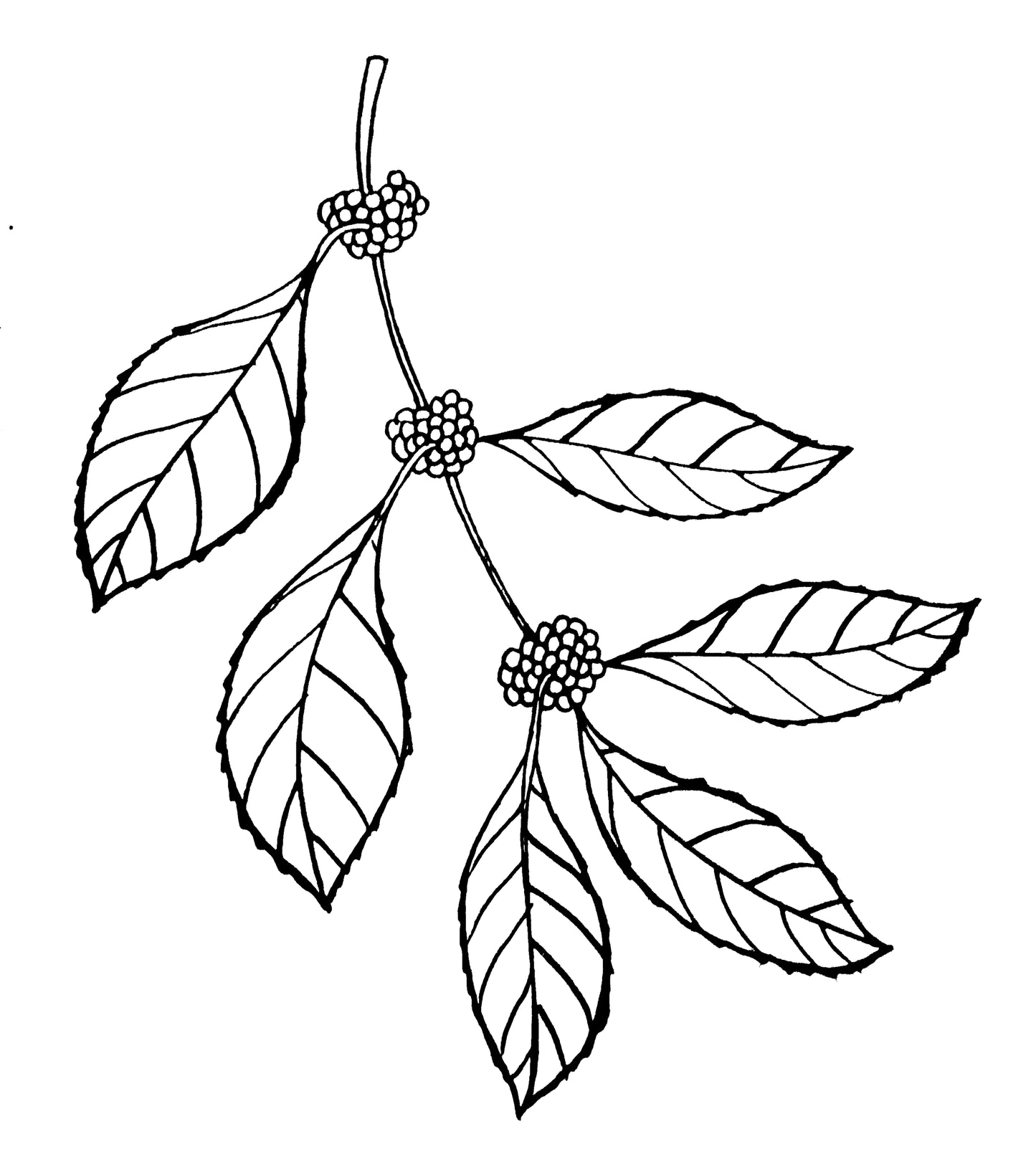 American Beautyberry