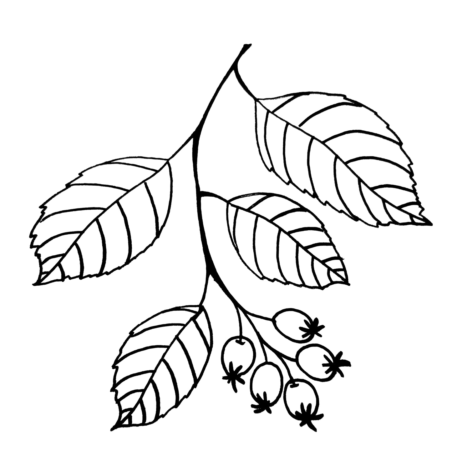 Downy Serviceberry