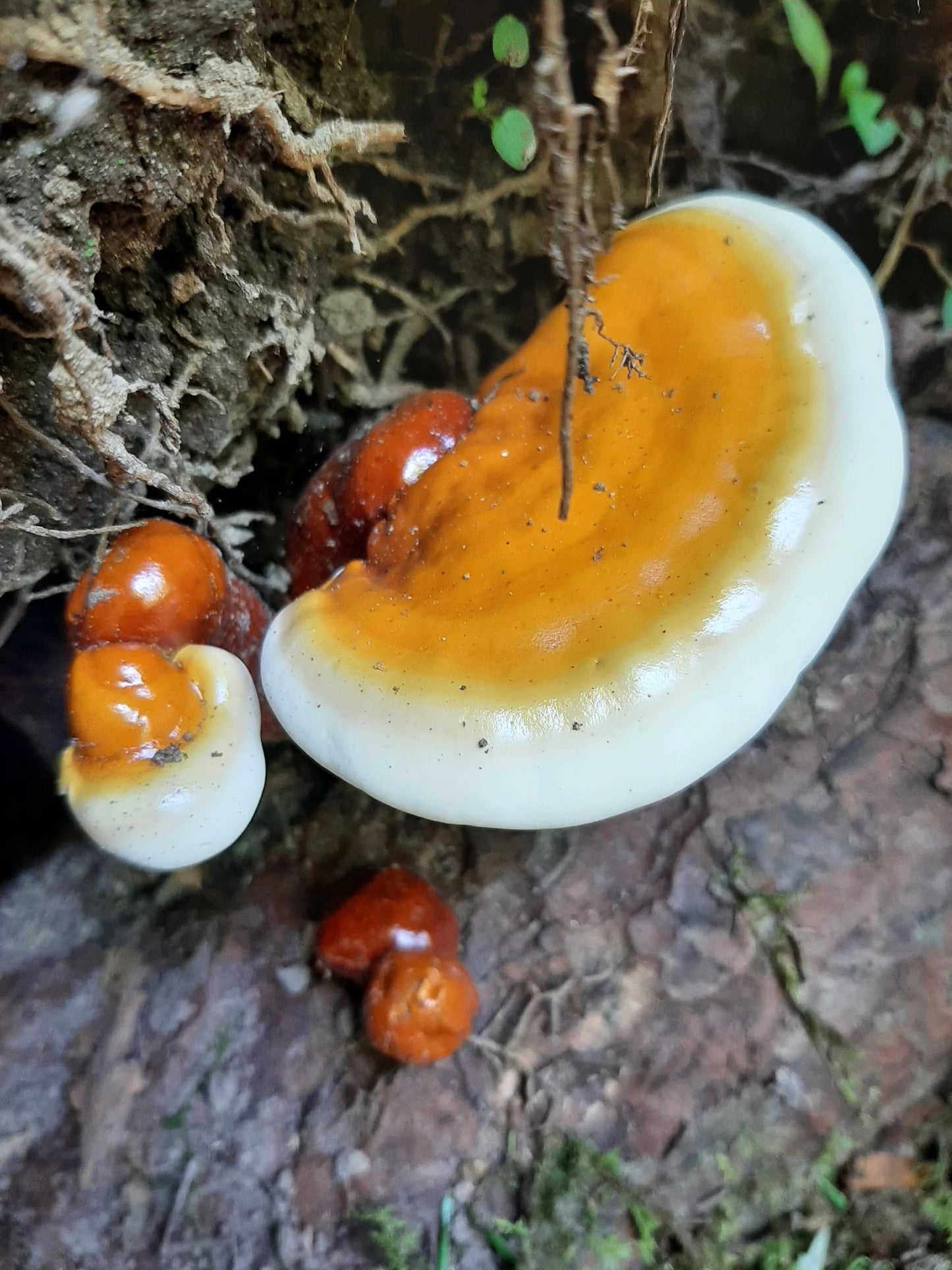 Reishi mushroom (dried, 1oz)