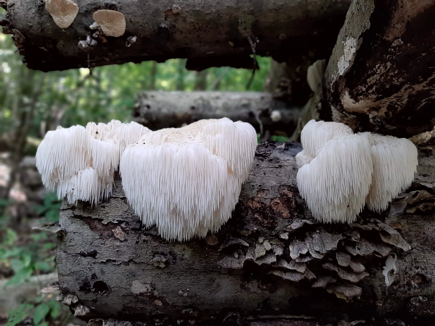 Focus - Botanical extract 1oz