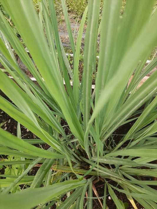 Lemongrass Hydrosol - face toner
