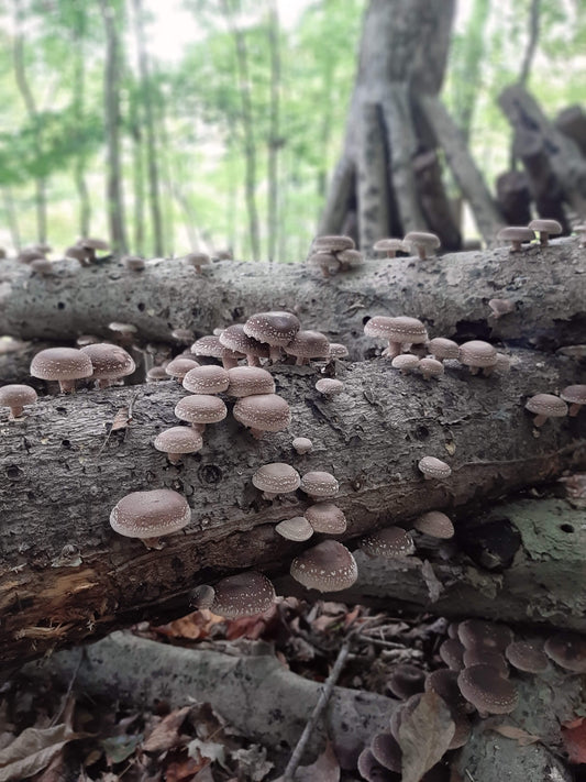 Mushroom Log Inoculation Workshop - March 29th from 2pm to 5pm