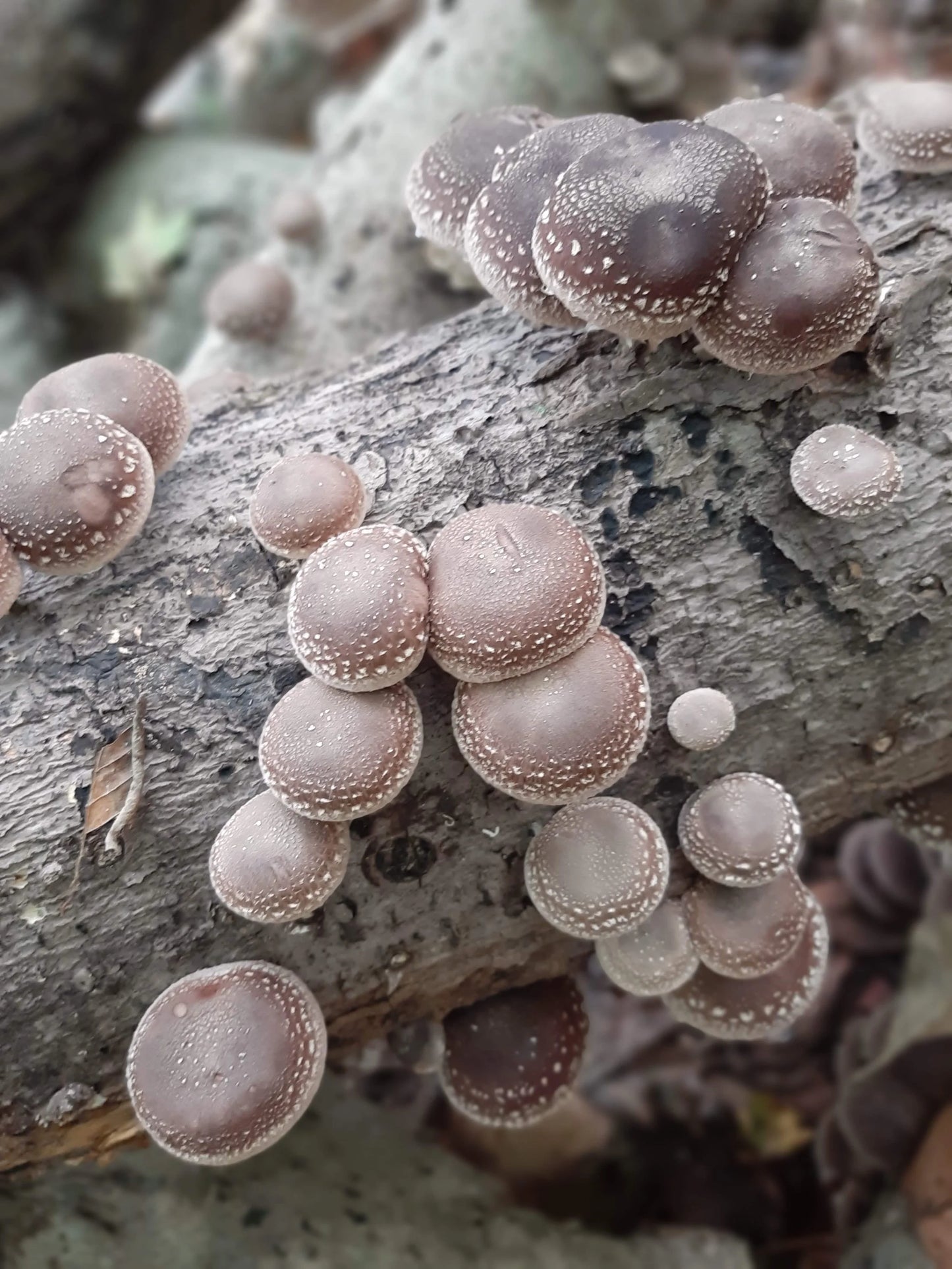 Shiitake (dried, 1oz)