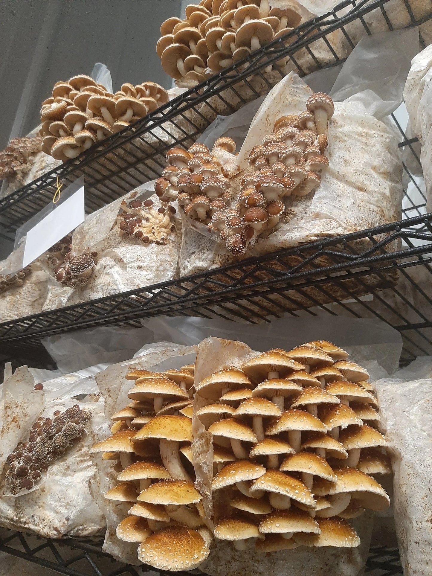 Chestnut (dried, 1oz)