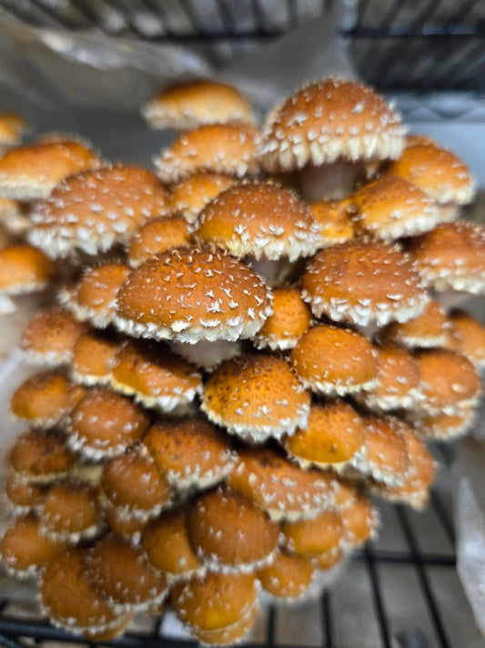 Chestnut (dried, 1oz)