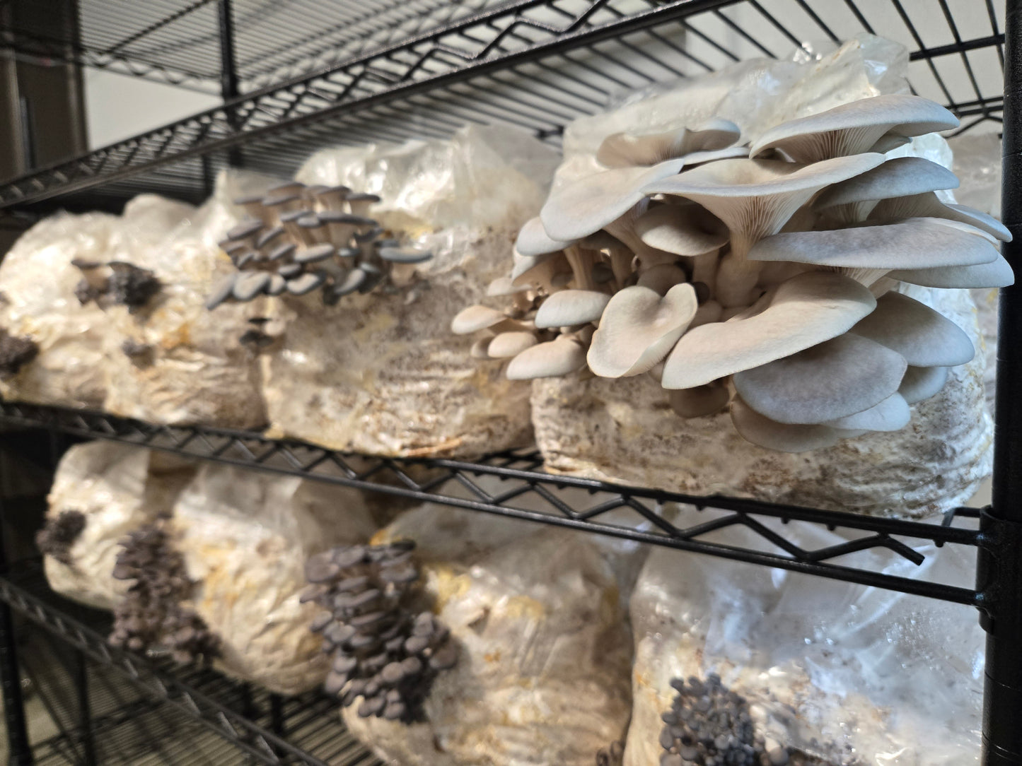 Indoor Mushroom Cultivation Workshop - Tour and Basics | July 12th from 2pm to 4pm