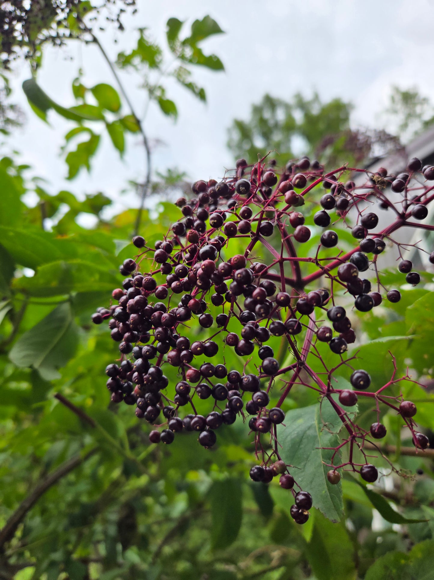Elderberry Syrup