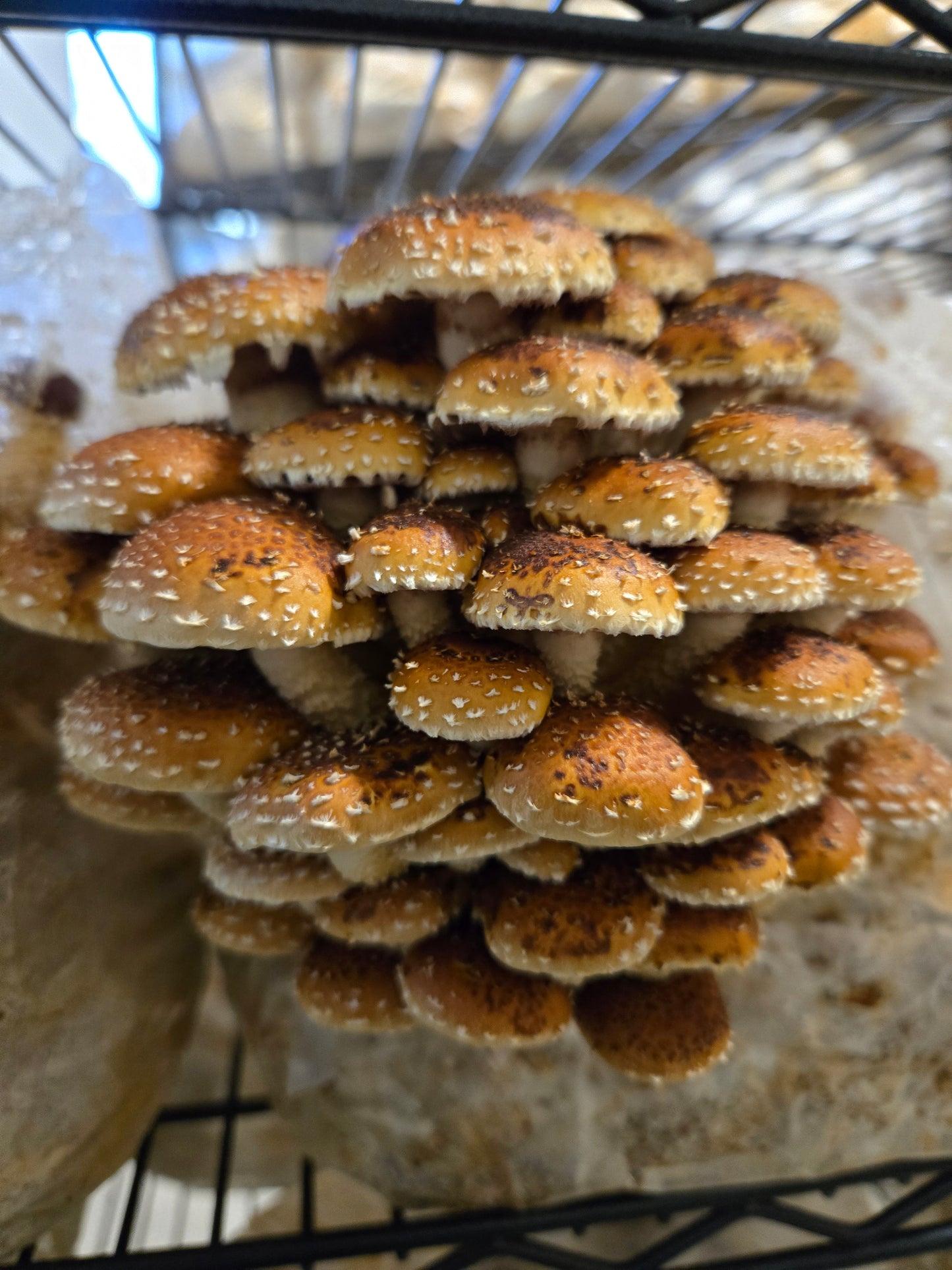 Indoor Mushroom Cultivation Workshop - Tour and Basics | July 12th from 2pm to 4pm