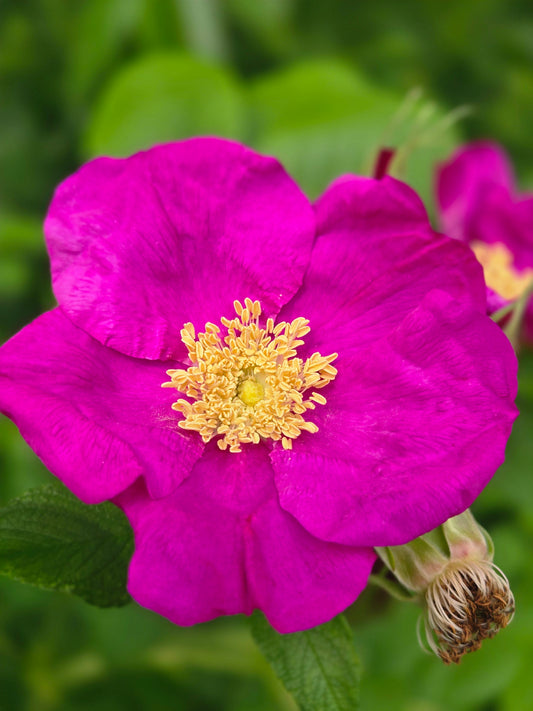 Heart Opener - Rose Elixir