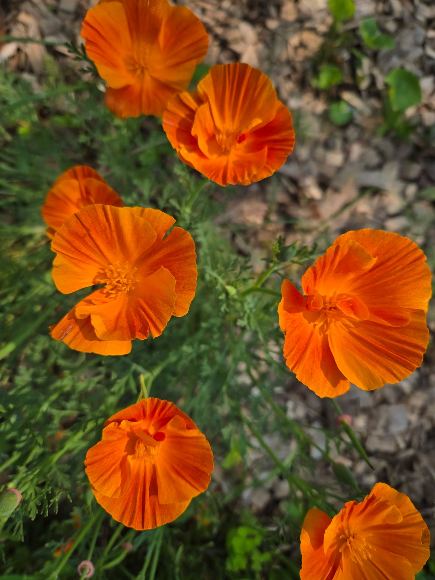 Sleepy Beauty - Herbal sleep-aid extract