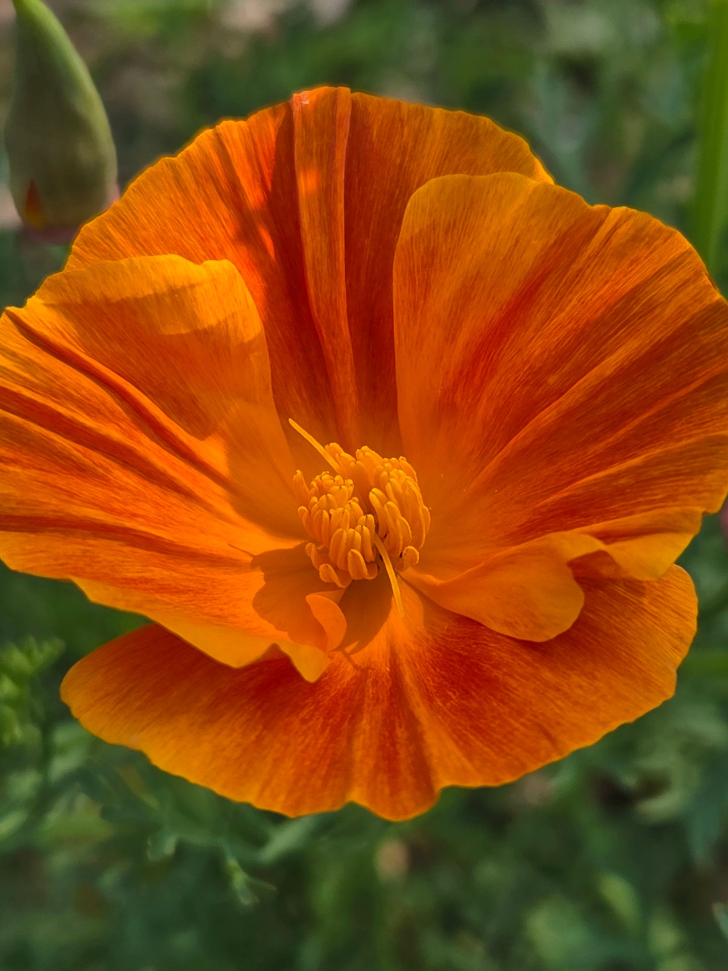 Sleepy Beauty - Herbal sleep-aid extract