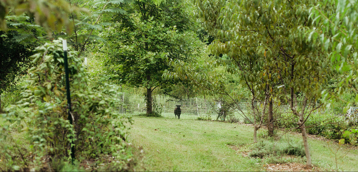 Intro to Agroforestry - July 26th from 4pm to 6pm